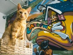 Forbes: will cat cafes become a new trend in the United States?