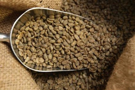 What does the coffee term unripe beans refer to?
