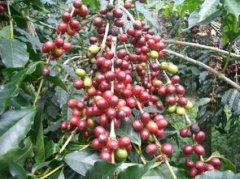 Coffee growing area