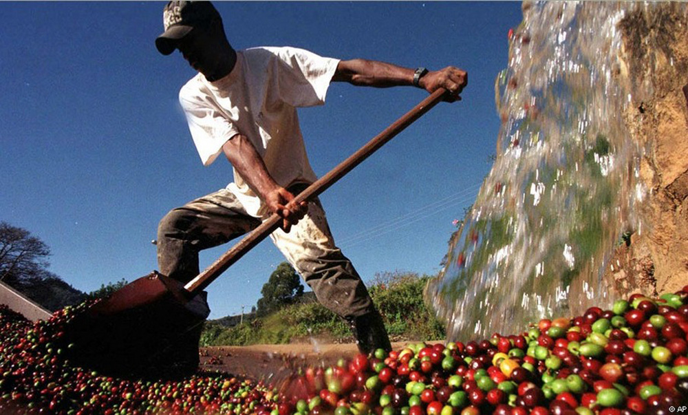 The global price of coffee beans affected by drought in Brazil is likely to rise by another 50% this year.