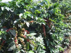 Coffee knowledge what conditions are needed for coffee cultivation