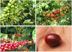 Common misunderstandings in Coffee cultivation