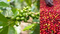 The basic knowledge of coffee the growth process of coffee