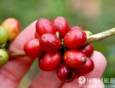 Coffee basics Coffee is generally picked several times a year