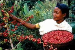 How to harvest coffee can be divided into two categories