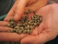 Is round beans good or bad in coffee beans?