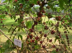 Two of the oldest native species of coffee