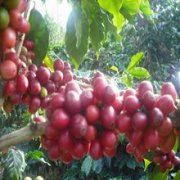 A brief introduction to the Gene Mutants of Coffee species