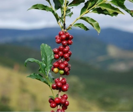 China's coffee to be exported will become a major global coffee production base.