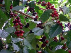 Basic knowledge of Coffee Coffee Tree Classification and growth picking period