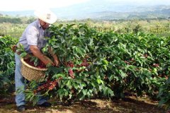 The planting environment of coffee trees the conditions for planting coffee trees