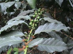 Coffee growing environment Guatemala coffee growing environment