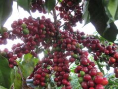 How to deal with high-quality coffee beans