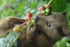 Coffee beans in animal droppings are like shit the difference between coffee and Kopi Luwak