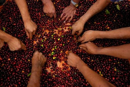 The process of turning fresh coffee fruit into raw coffee beans