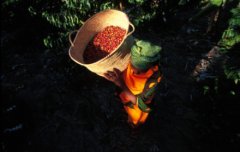 The method of taking beans from the processing of Coffee beans