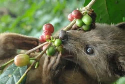 Why is it called Kopi Luwak? Three questions about Kopi Luwak