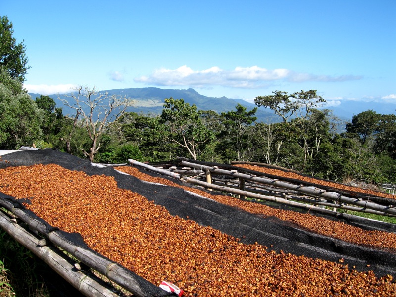 Ethiopia's coffee bean exports pick up but face falling prices