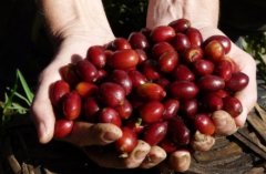 Kaduai artificial hybrid variety of high-quality coffee beans