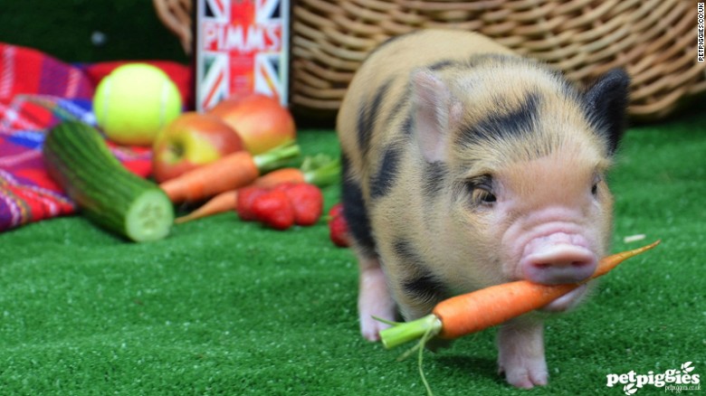 Mini Pig Cafe in London