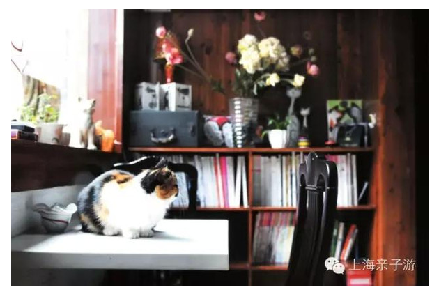 Shanghai Caf é recommends Shanghai Cat Cafe Strategy