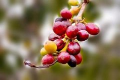 The characteristics and Market of Cuban Coffee