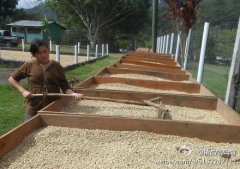 Coffee producing countries in Tanzania and Africa