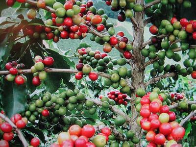 Comparison of two kinds of coffee trees between Arabica and Robusta coffee beans