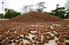 Coffee bean picking-berry processing-drying process