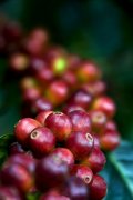 The harvest date of coffee beans.