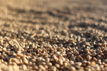 World Coffee Information Latin American caffeine climate warming is facing decline