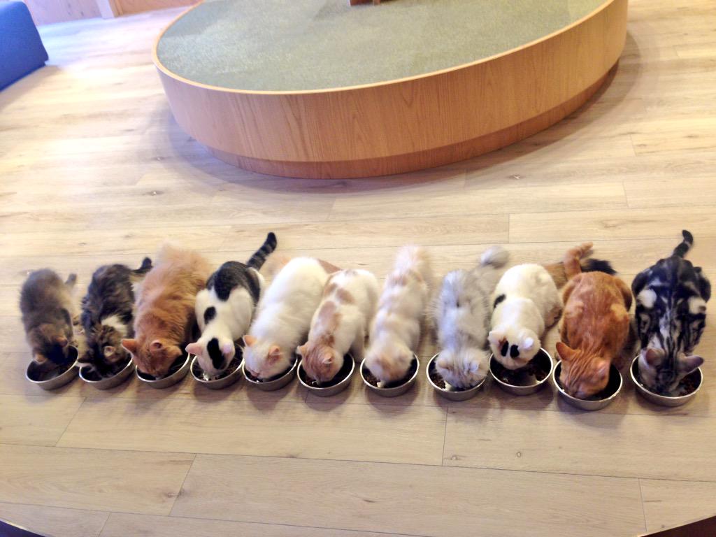 Tokyo Ikebukuro Cafe Cafe is popular. Cats eat, sit in rows and find out netizens.