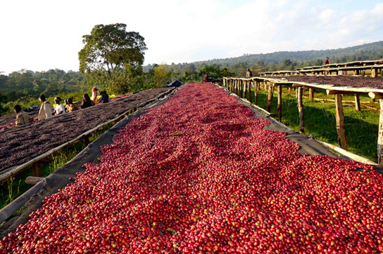 Cherish every coffee bean is hard to come by.