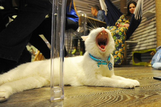 The first cat cafe in Moscow opens with internal facilities tailored for cats.