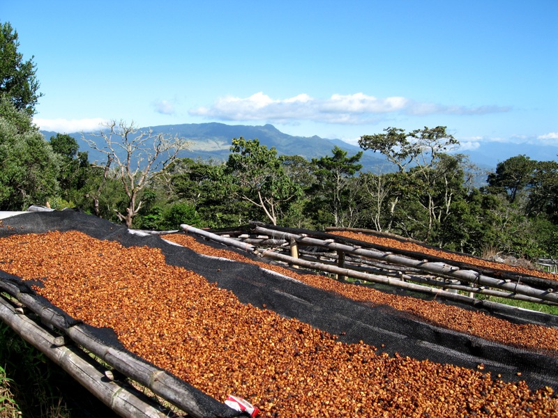 Yunnan Coffee is expected to achieve a total output value of more than 35 billion yuan in 2020