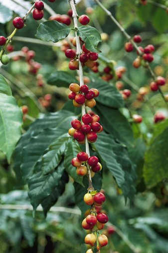Yunnan coffee output ranks first in China's coffee market.