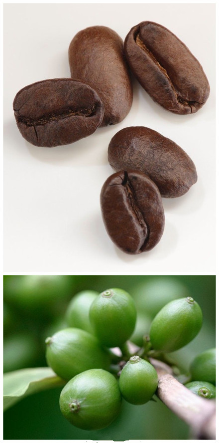 When will the coffee fruit be picked?