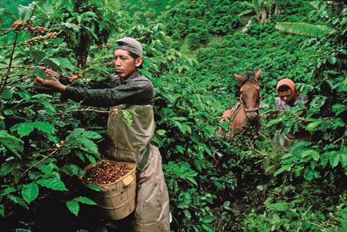 Colombia, the land saved by coffee