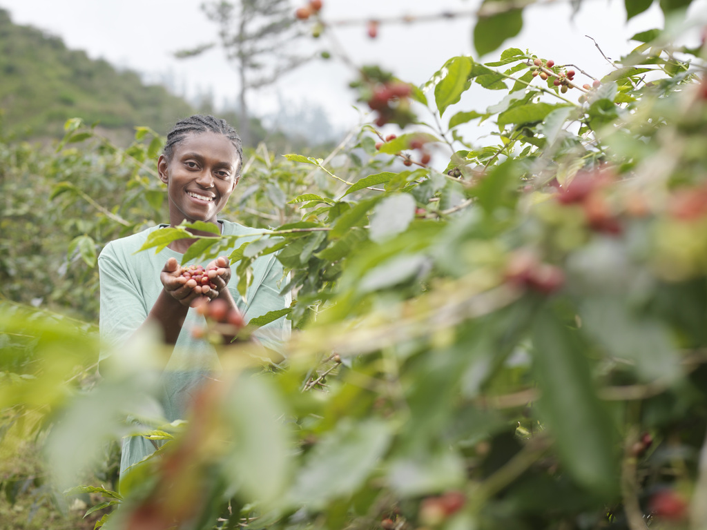 How's about? Have a cup of Yunnan coffee!