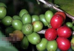 The growth process of Coffee Coffee basic knowledge