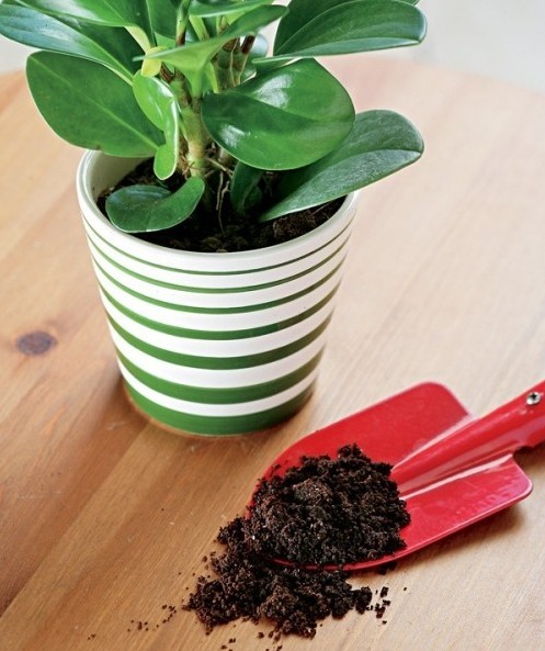 Coffee grounds turned into environmentally friendly flower fertilizer