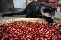 The basic knowledge of Kopi Luwak the principle of Muscat Coffee