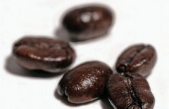 Introduction of Arabica coffee VS Robusta coffee