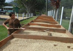 The most traditional drying method of coffee fruit coffee bean processing