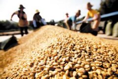 High-quality coffee bean producing countries introduce Cuban coffee