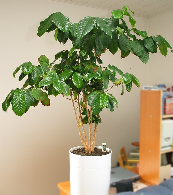 Technical Essentials of planting domestic Coffee trees