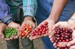 Basic knowledge of Fine Coffee the harvesting method of coffee beans