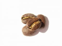 The present situation of the basic knowledge of Fine Coffee Blue Mountain Coffee