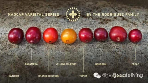 Arrangement of hematemesis among members of Arabica coffee bean family