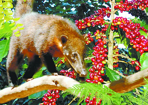 Peruvian raccoon shit coffee the most expensive cup in the world can be sold for $60.